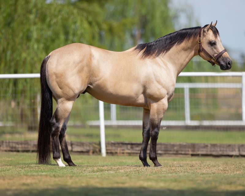 SMOOTH IVORY